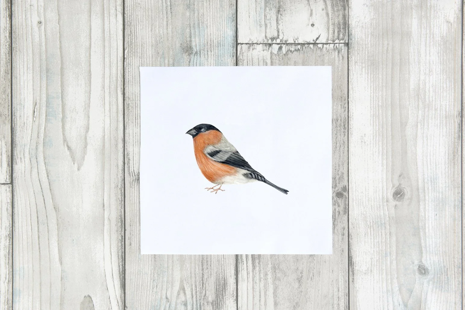 BULLFINCH SNG.jpg