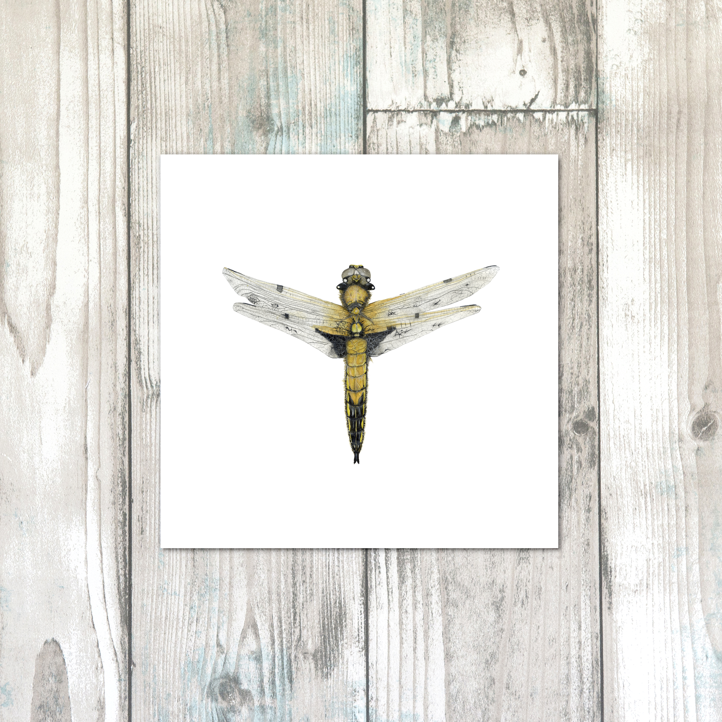 SPOTTED CHASER DRAGONFLYwht.png