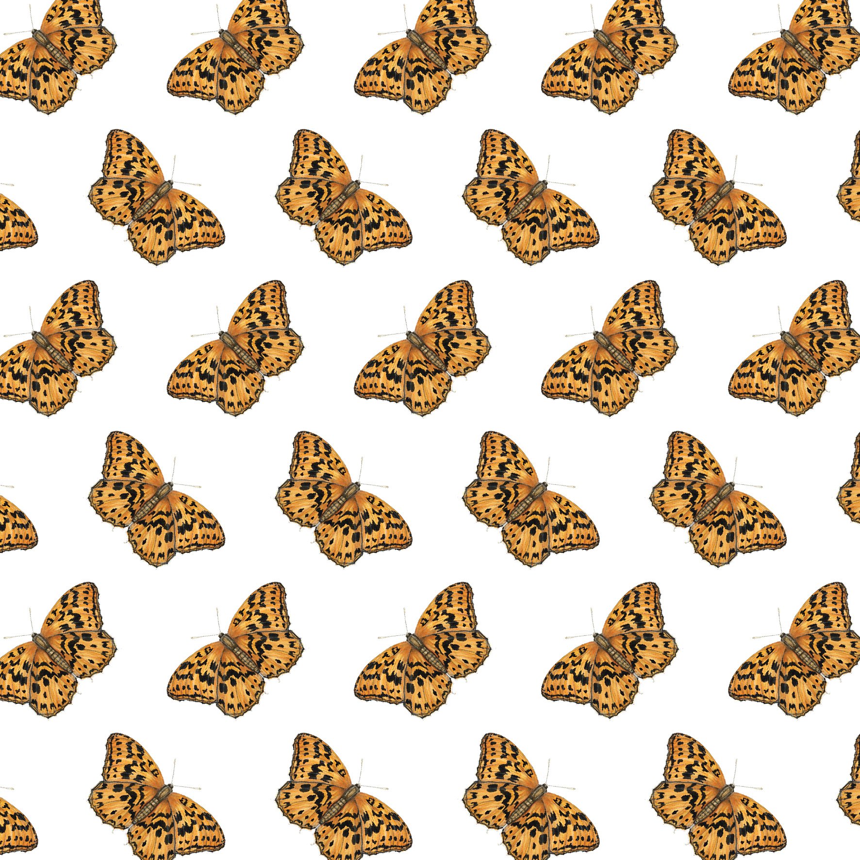 HIGH BROWN FRITILLARY SINGLES.jpg