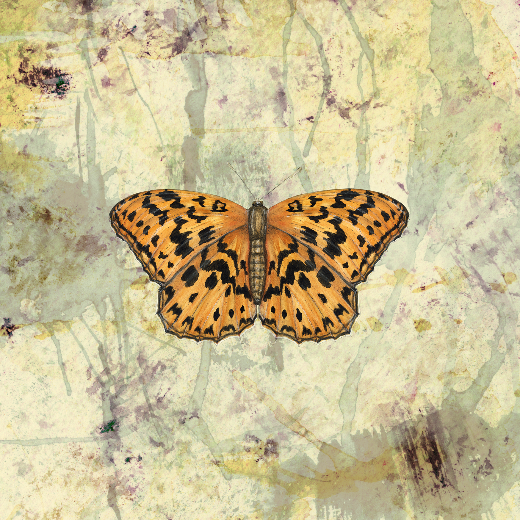 HIGH BROWN FRITILLARY_butfly_TEXTsmll.png