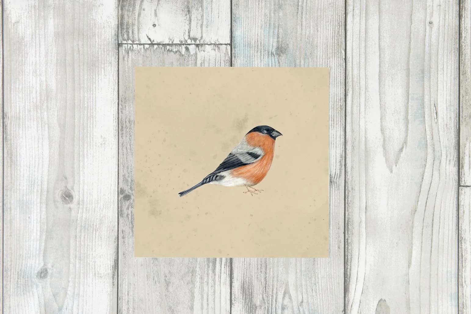 BULLFINCH TEX.jpg