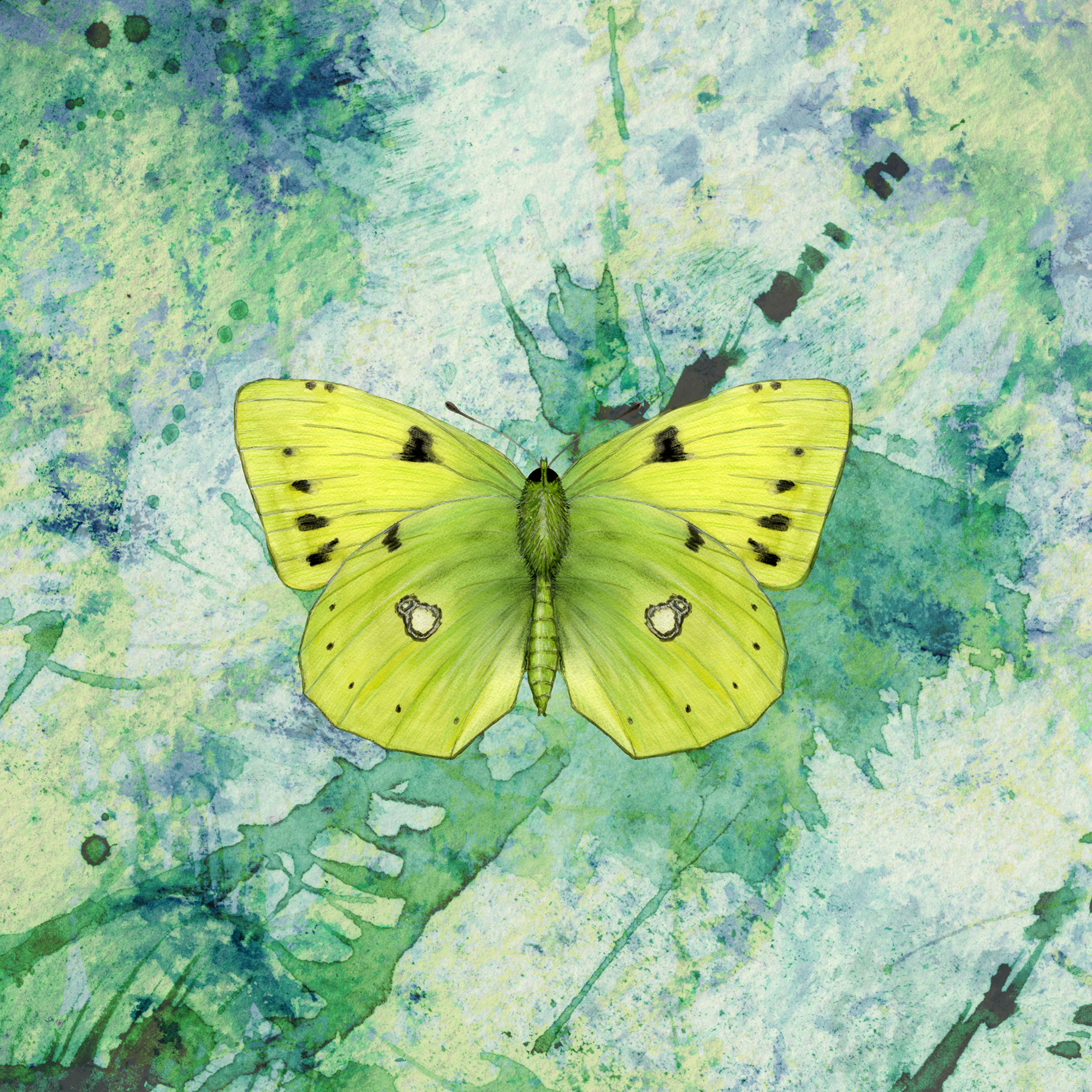 CLOUDED YELLOW BUTTERFLY_textSMLL.png