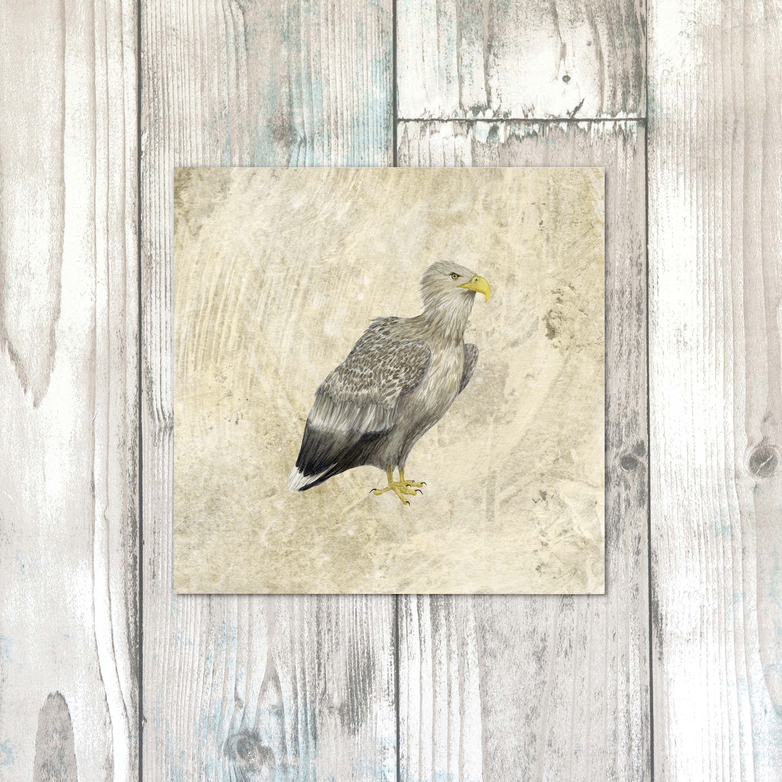 WHITE TAILED EAGLEtxt.png