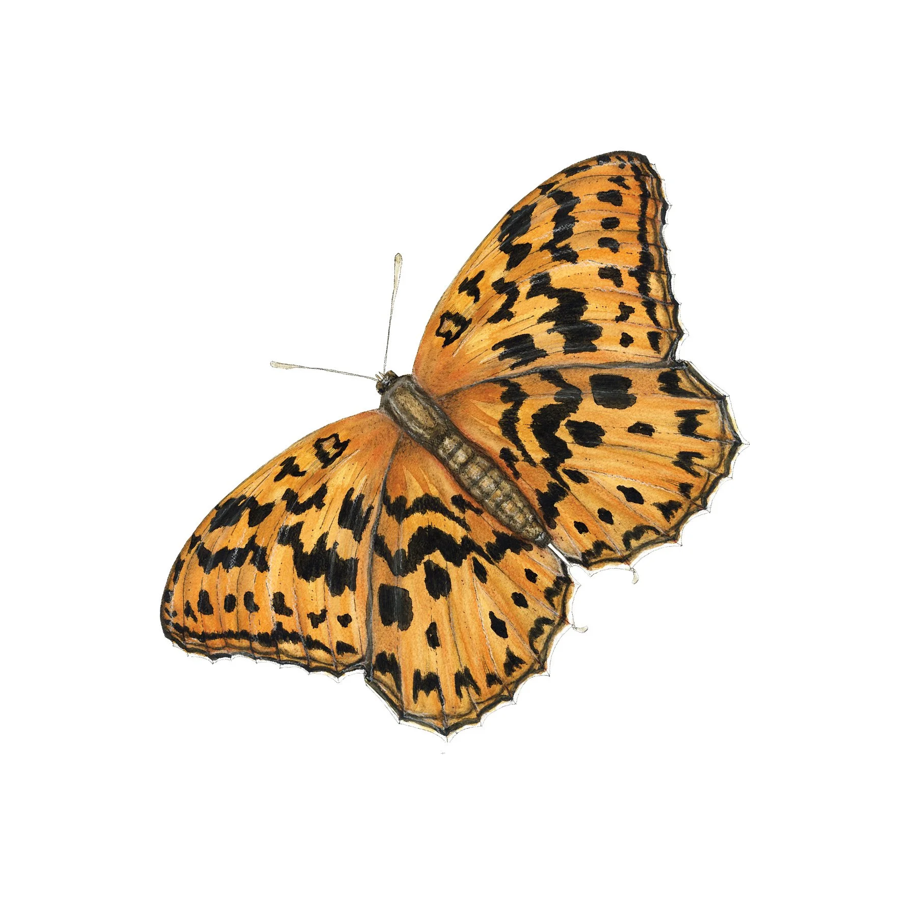 HIGH BROWN FRITILLARY SINGLE.jpg