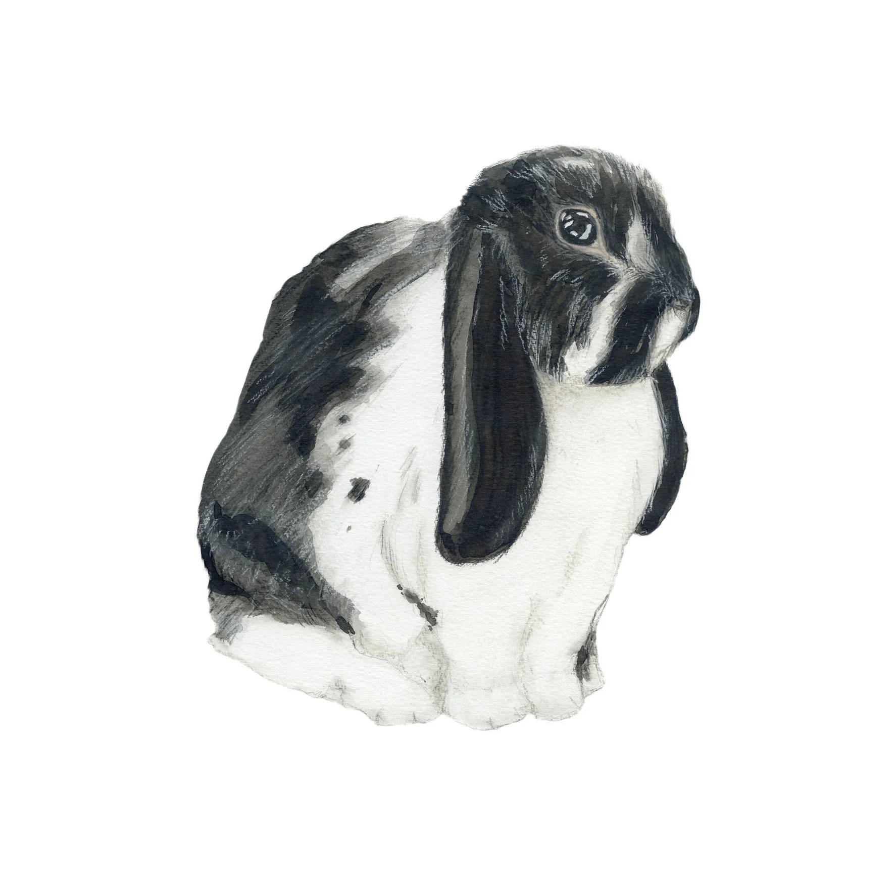 lop eared bunnies singles2.jpg