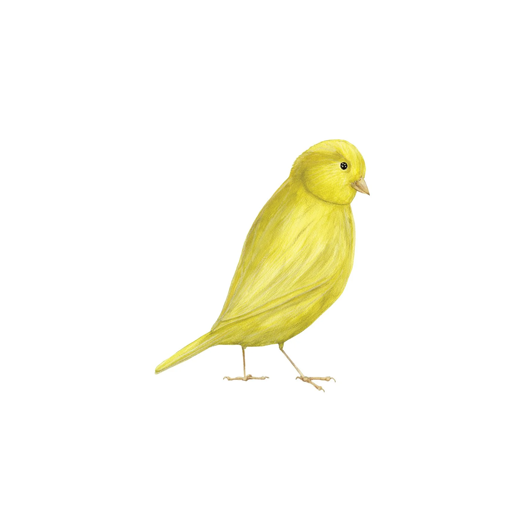YELLOW CANARY SINGLE.jpg
