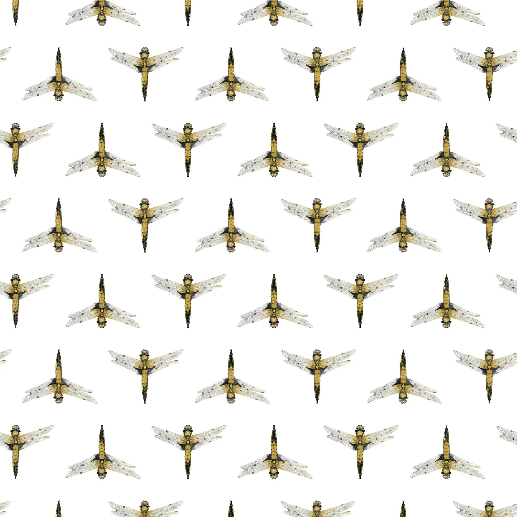 SPOTTED CHASER DRAGONFLY SINGLES.jpg