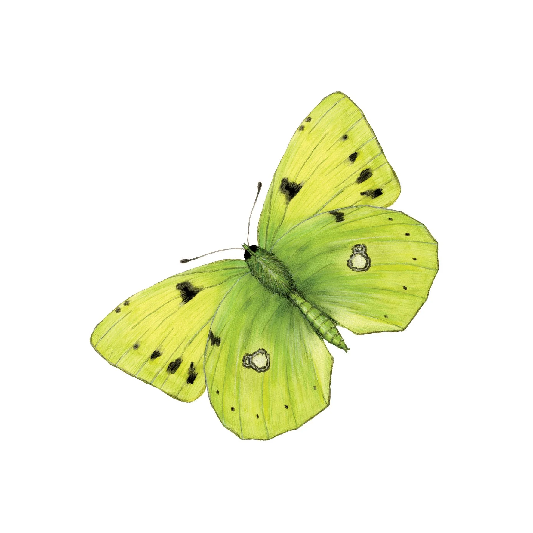 CLOUDED YELLOW BUTTERFLY SINGLE.jpg