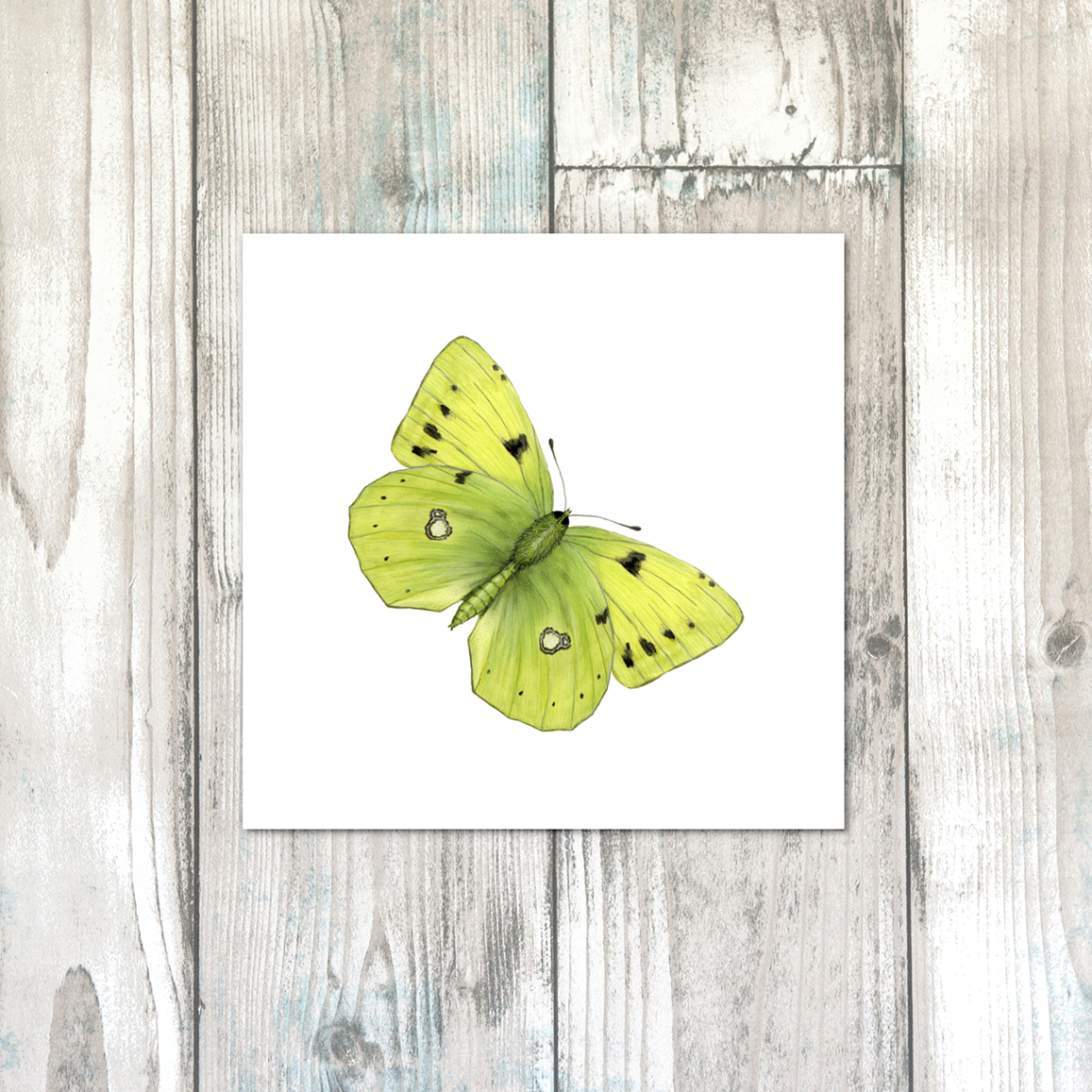 CLOUDED YELLOW BUTTERFLYwhte.png