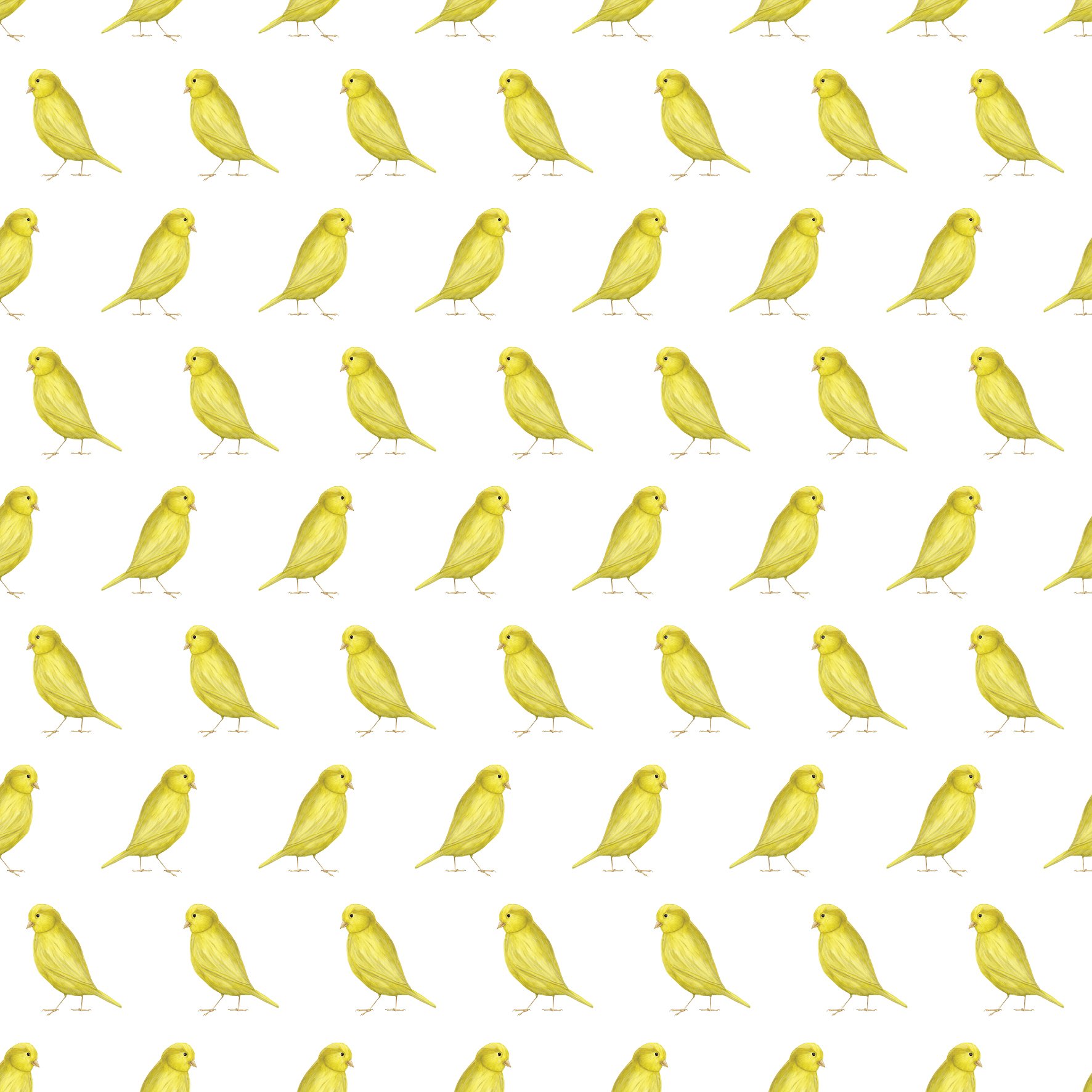 YELLOW CANARY SINGLES.jpg