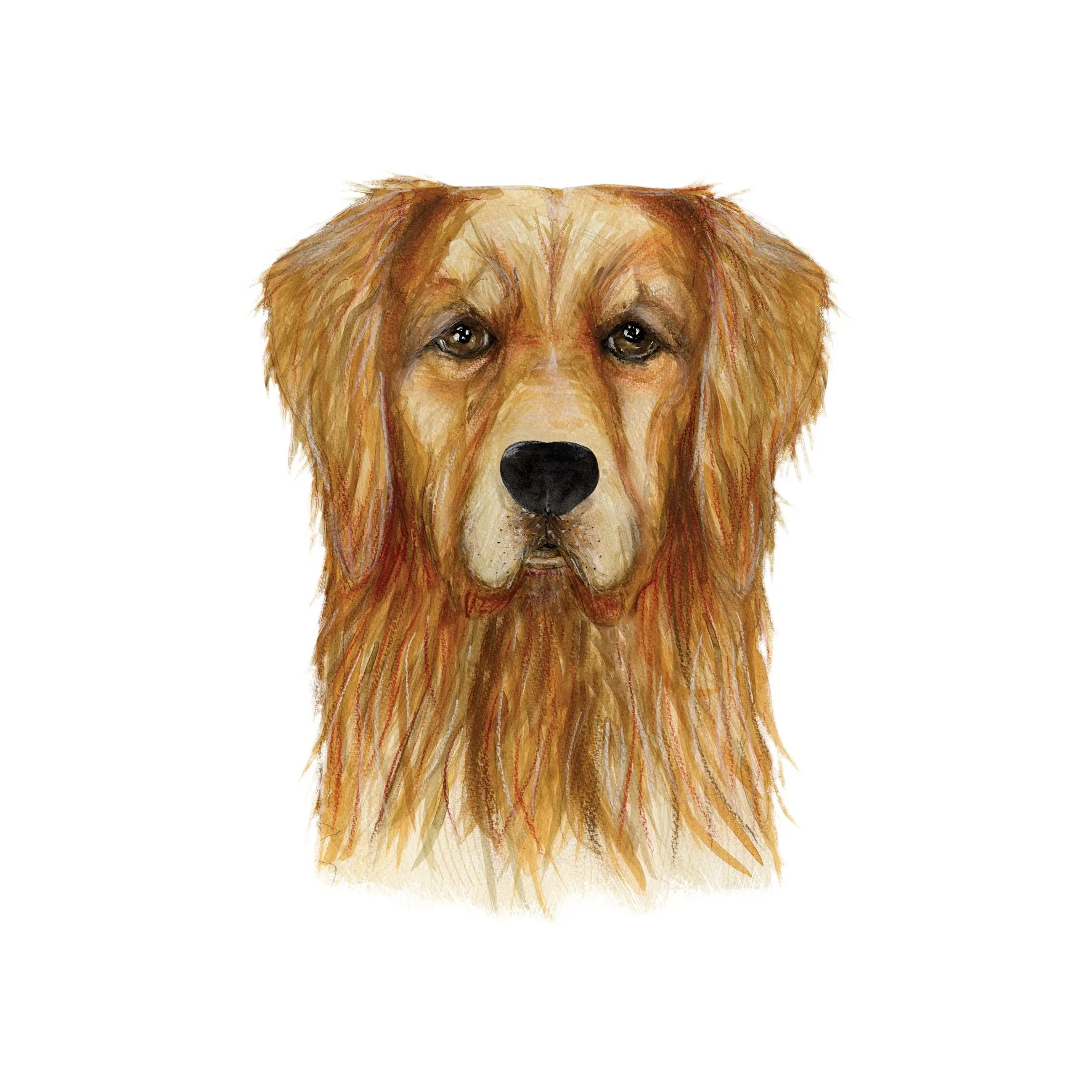GOLDEN RETRIEVER SINGLE.jpg