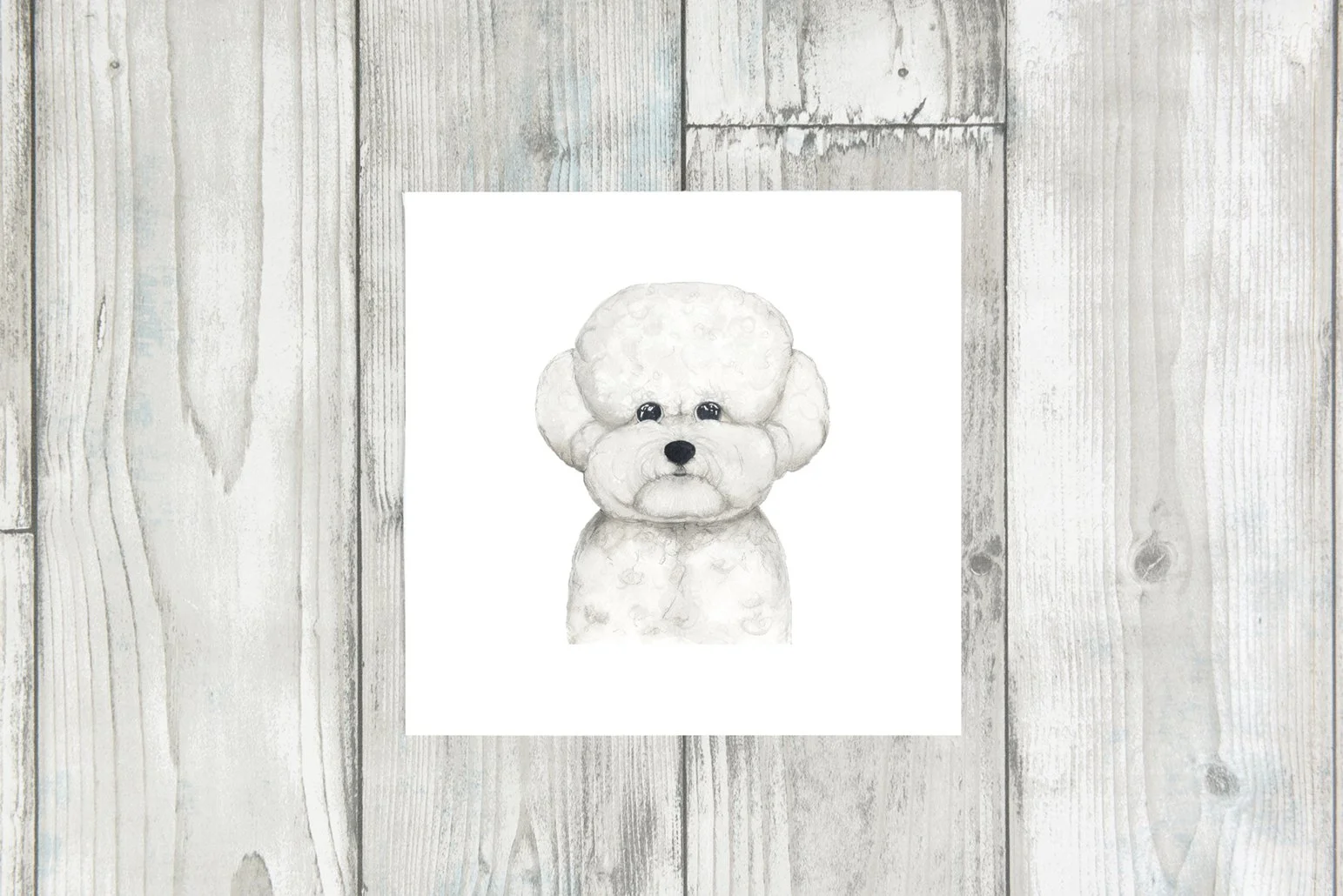 BICHON SNG copy.jpg