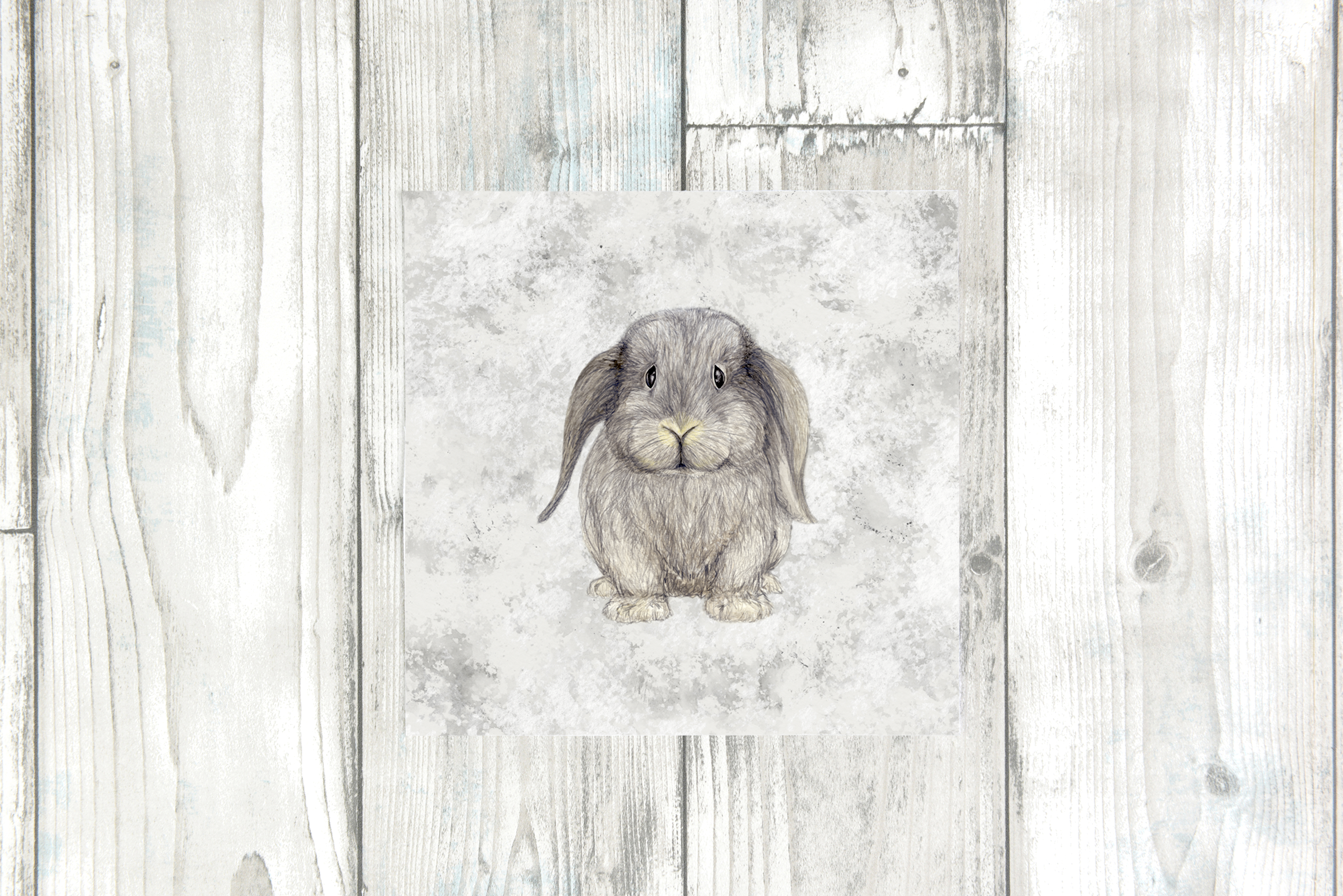 grey lop eared SINtext.png