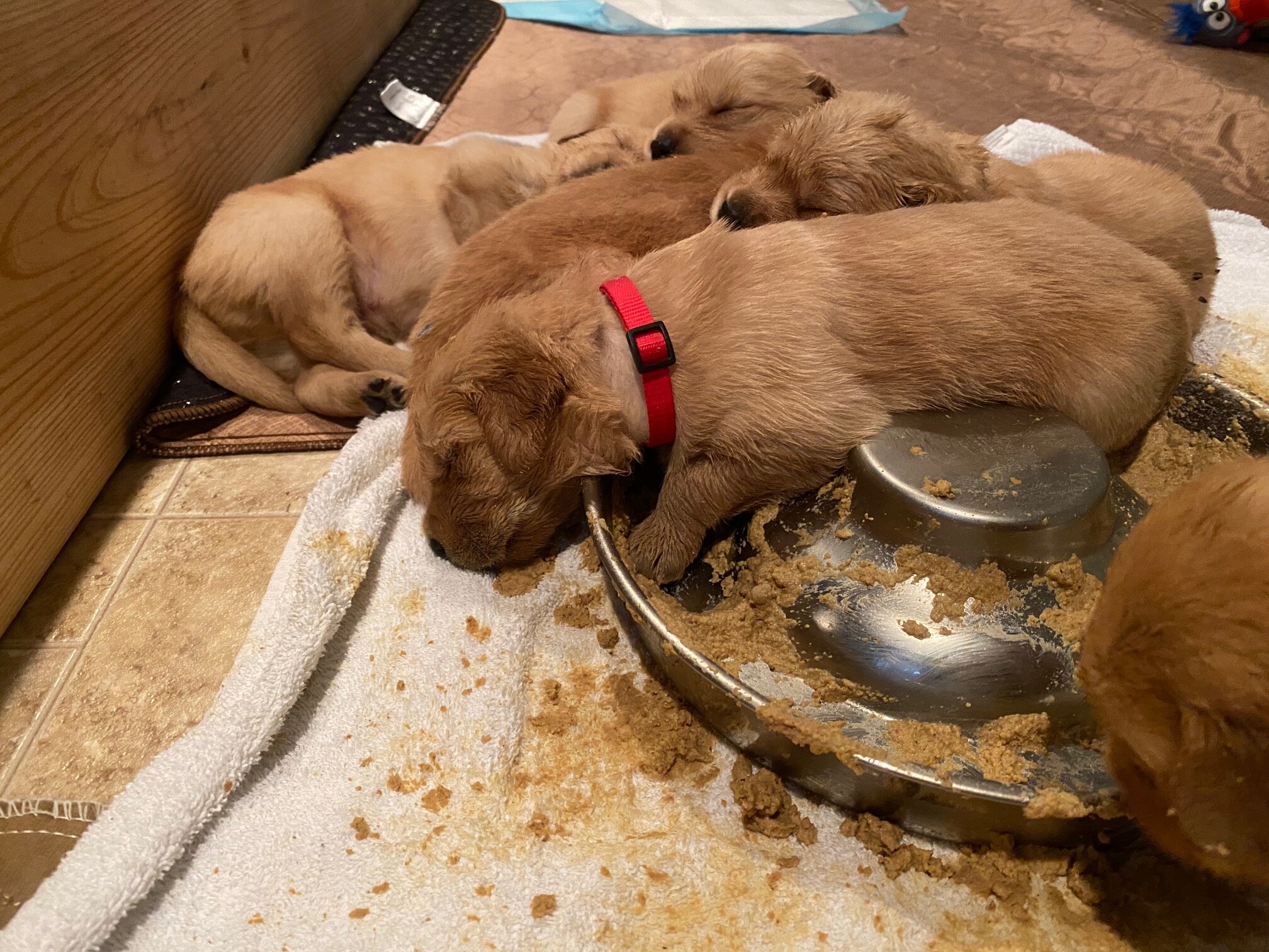 asleep in his food.jpg