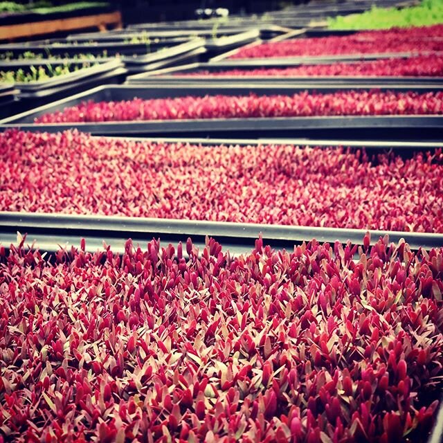 Happy Sunday! There is one day left to place your farm box orders! 
#farmhawaii #alohaaina #hawaii🌺 #eatlocal #buylocal #microgreens