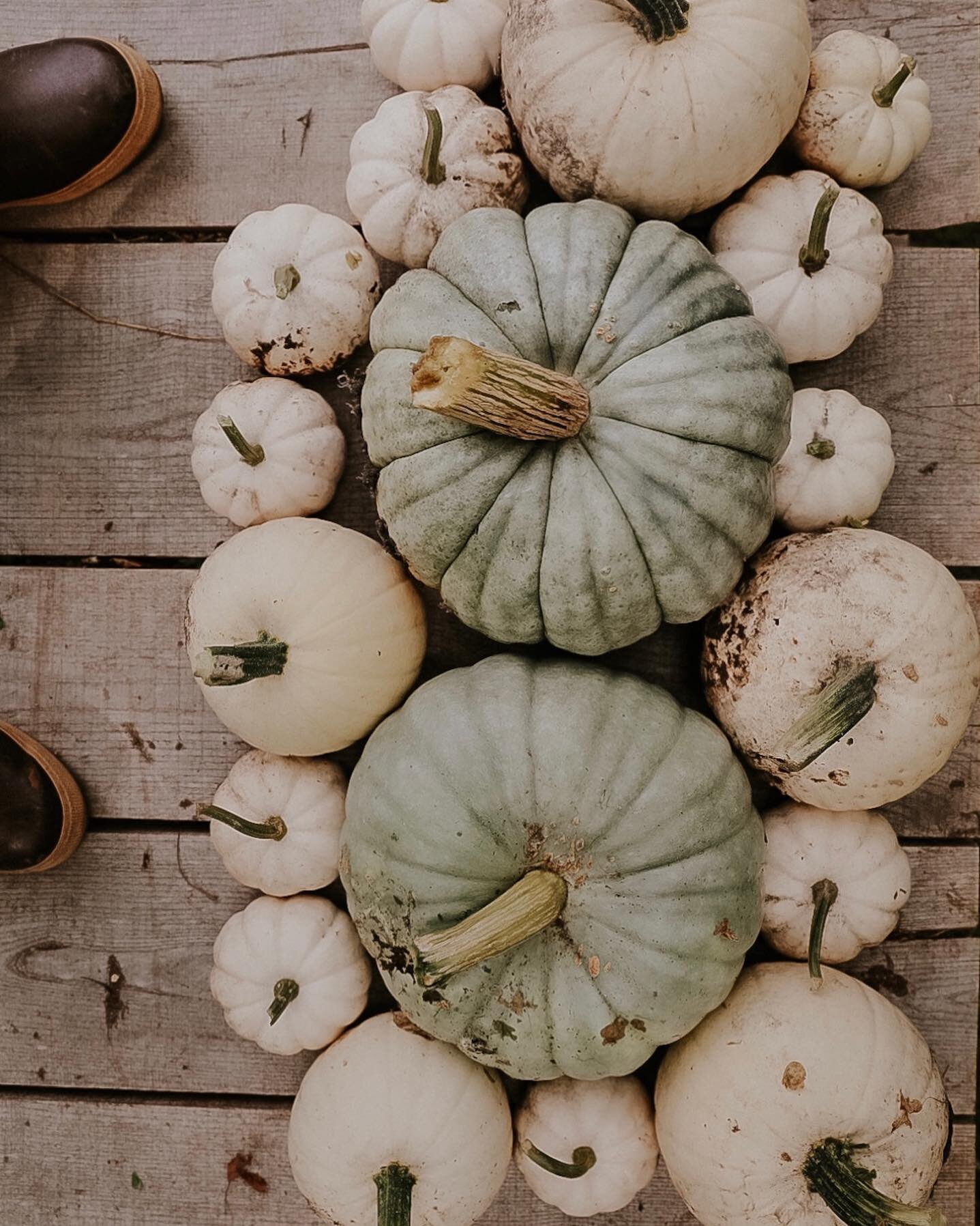 + Pumpkin 🎃 Farming +
+
+
We set out to grow a variety of heirloom pumpkins this year because last year I wanted some white and green ones.
+
+
We made a special patch, threw some seeds in and left them for most of the summer.
+
+
We had 2 jarrahdal