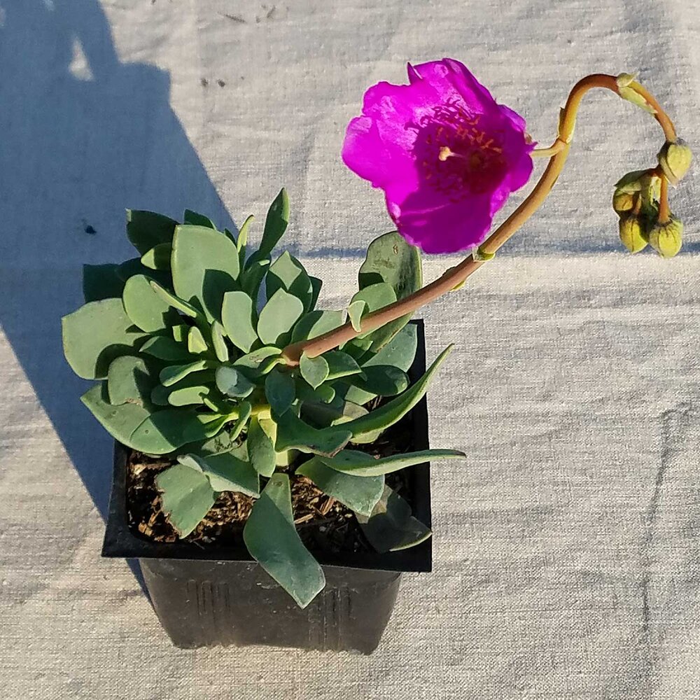 Calandrinia Spectabilis "Rock Purslane"