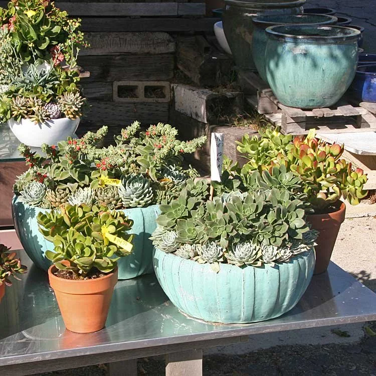 lucky zz plant ZZ Lucky Wide Leaf | Care Guide and Pro Tips - Delivery from Toronto across  Canada
