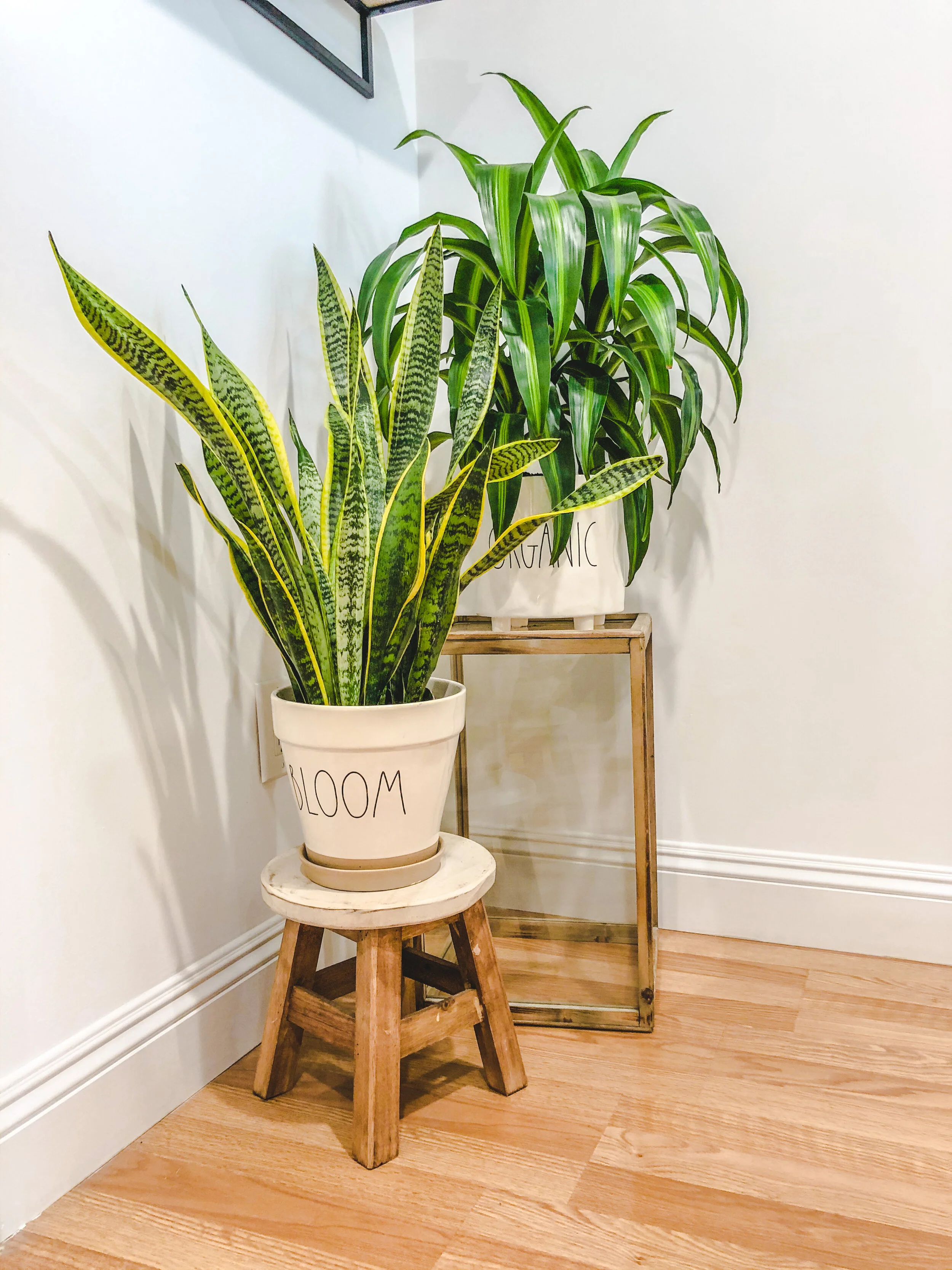 Indoor plants on wooden stands against a white wall