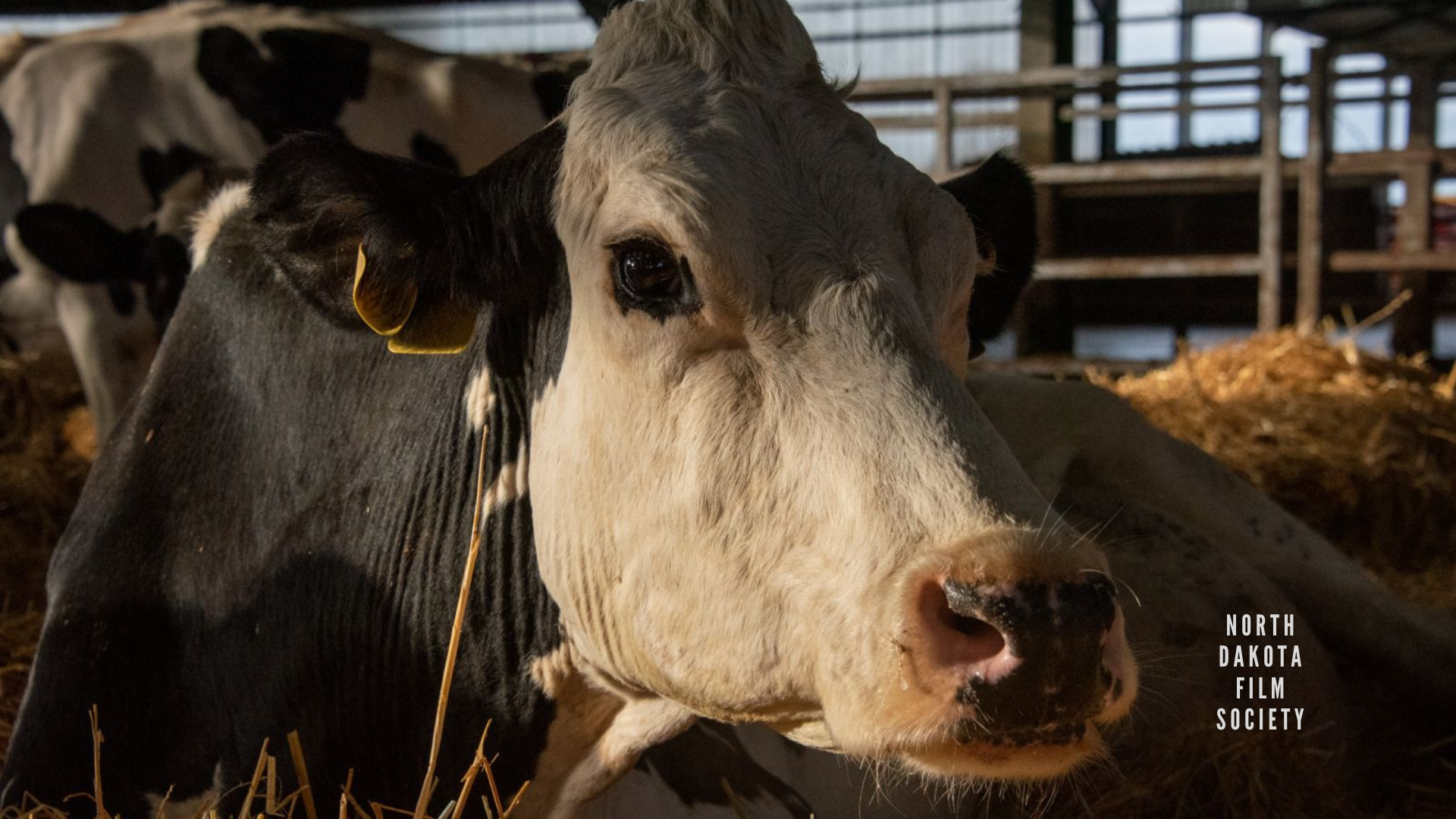 Review: Andrea Arnold’s “Cow” — North Dakota Film Society