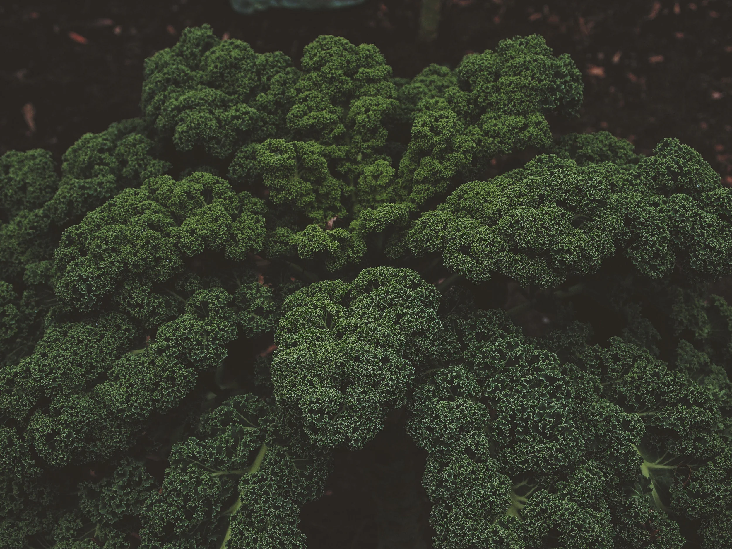 Sulforaphane - a powerful detoxifier