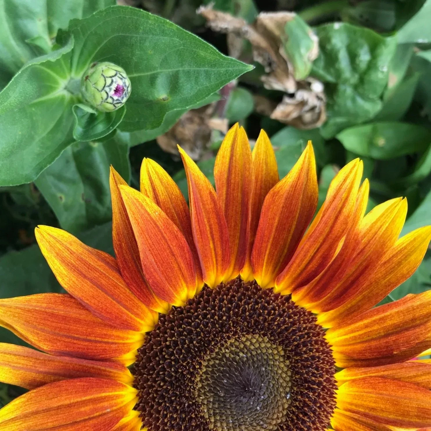 Large tree with yellow and orange autumn leaves in a yard, surrounded by a circular stone border, with a small building with a red roof nearby and a cloudy sky above.