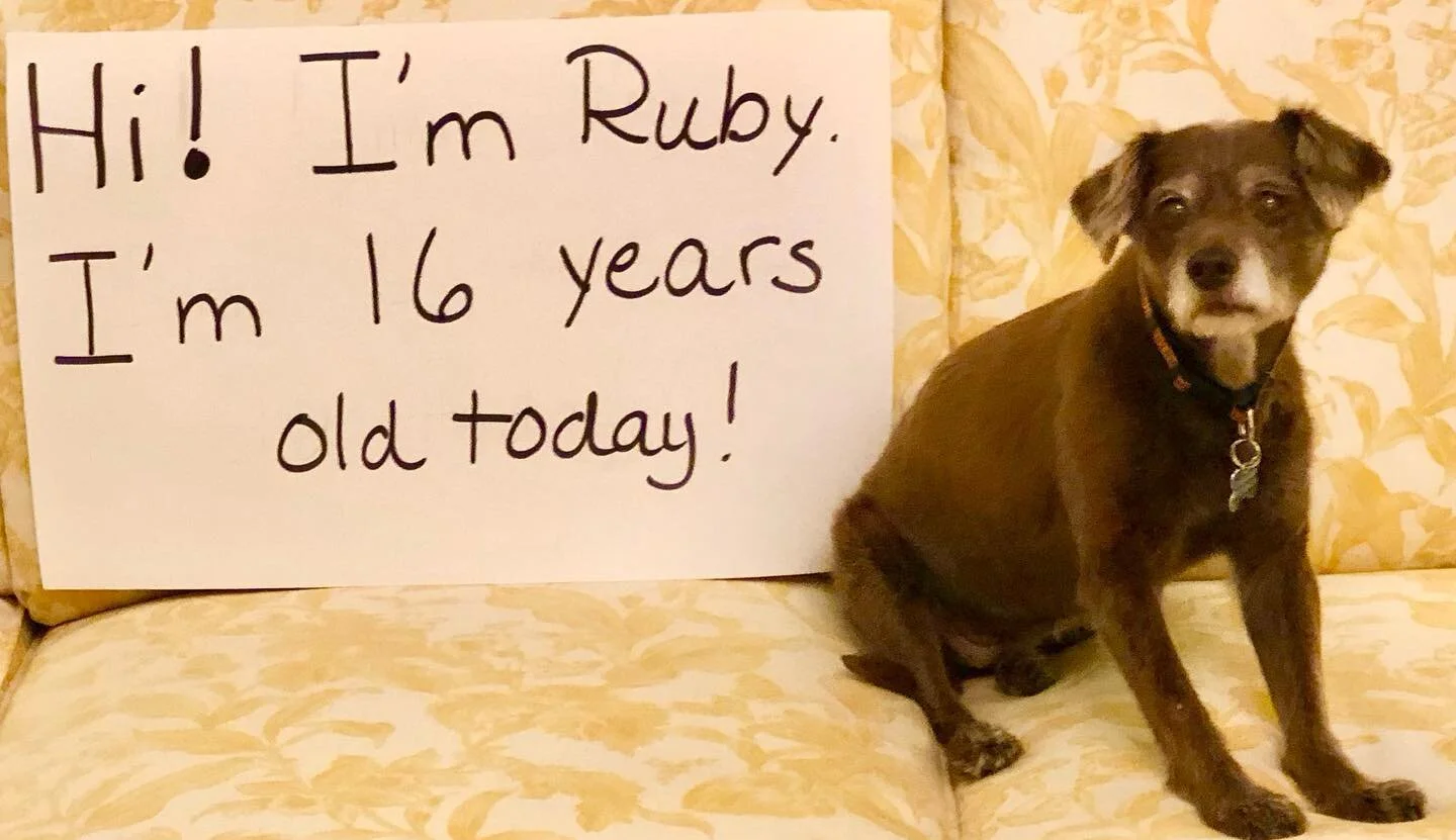 Happy birthday to our little Ruby!  Still going strong at 16 ❤️. 

#birthdaydog 
#birthdaydogsofinstagram 
#birthdaydogs 
#olddogsrule 
#chihuahuamix 
#chihuahuamixofinstagram