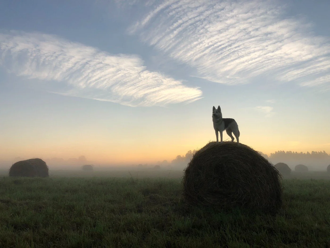 Lone wolf? Come home to your pack.