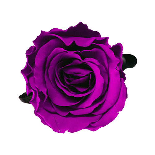rose-rotate
