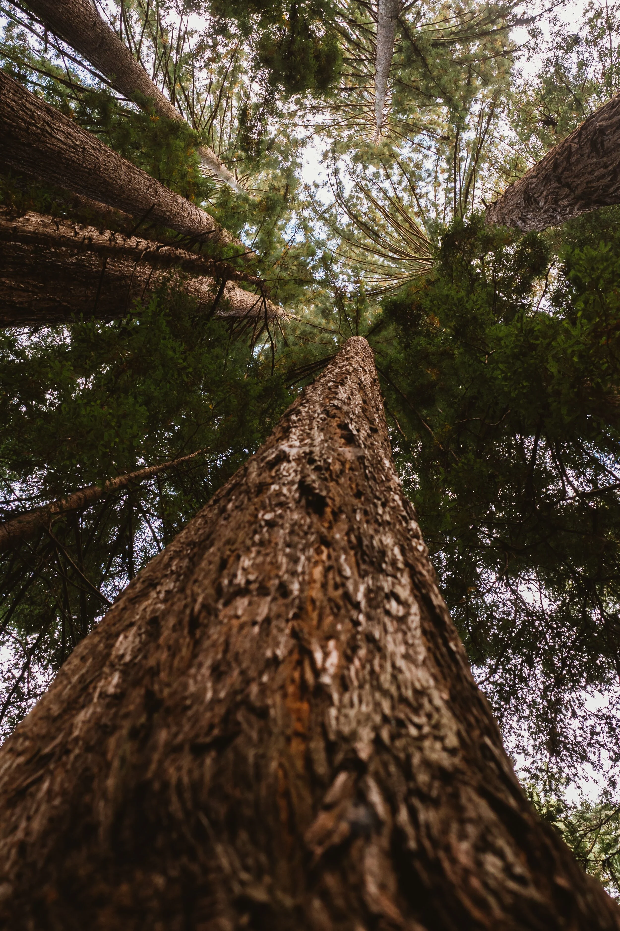 low-angle-photography-of-conifer-trees-3042579.jpg