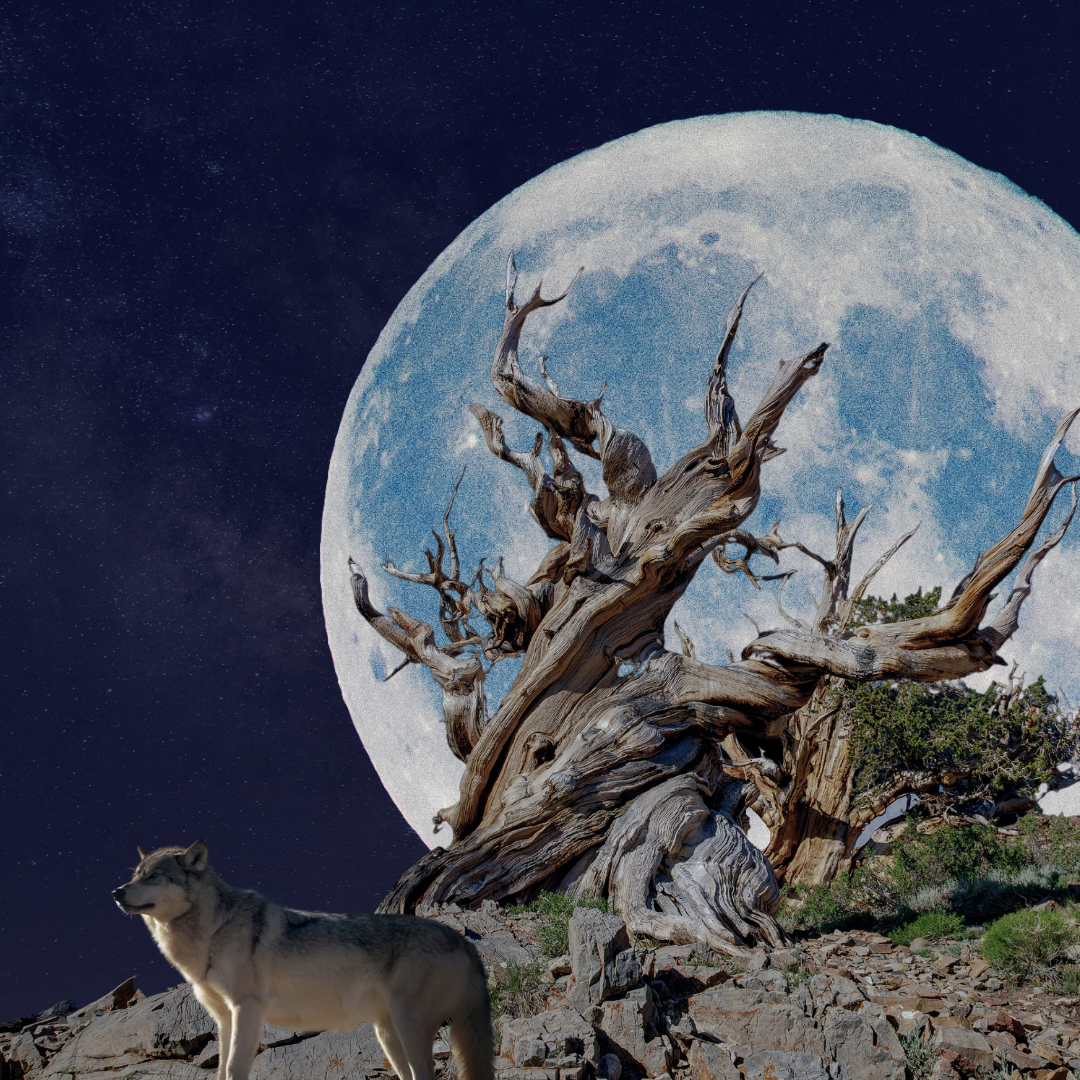 Moon.png