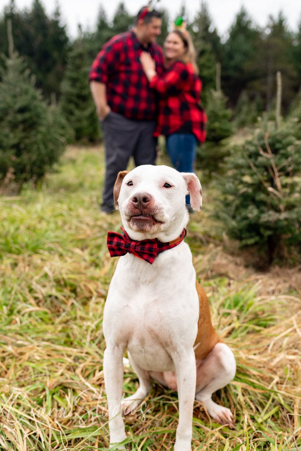 Syracuse Engagement Photo Session with their dog