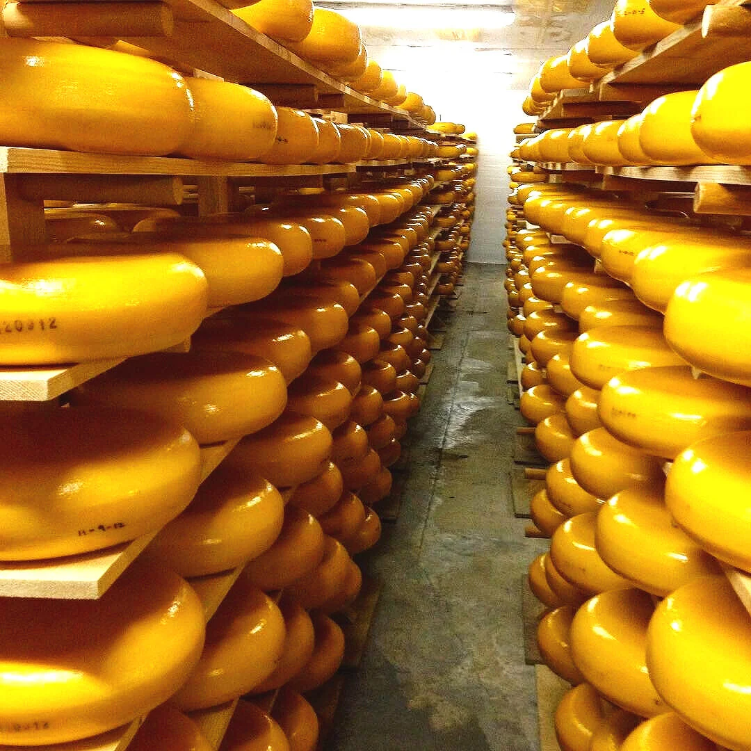 Gouda