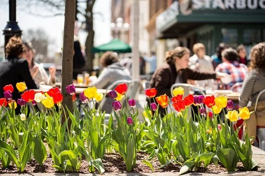 Main Patio Tulips.jpg