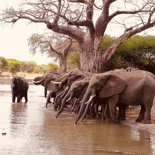 Even though we see these magnificent creatures frequently, we never stop being in awe of them. Northern Tanzania is like time standing still for centuries. Join us for a unique ethical safari, with local guides who respect nature 🙌🏾