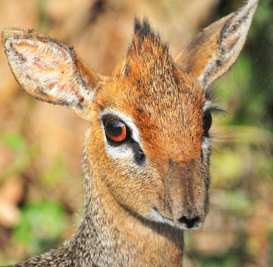 sshp-tanzania-slideshow8.png