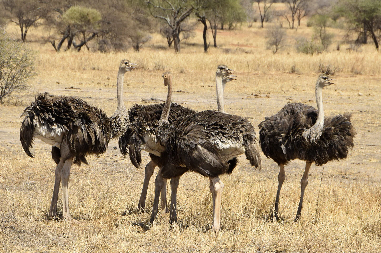 tanzania-img12.jpg
