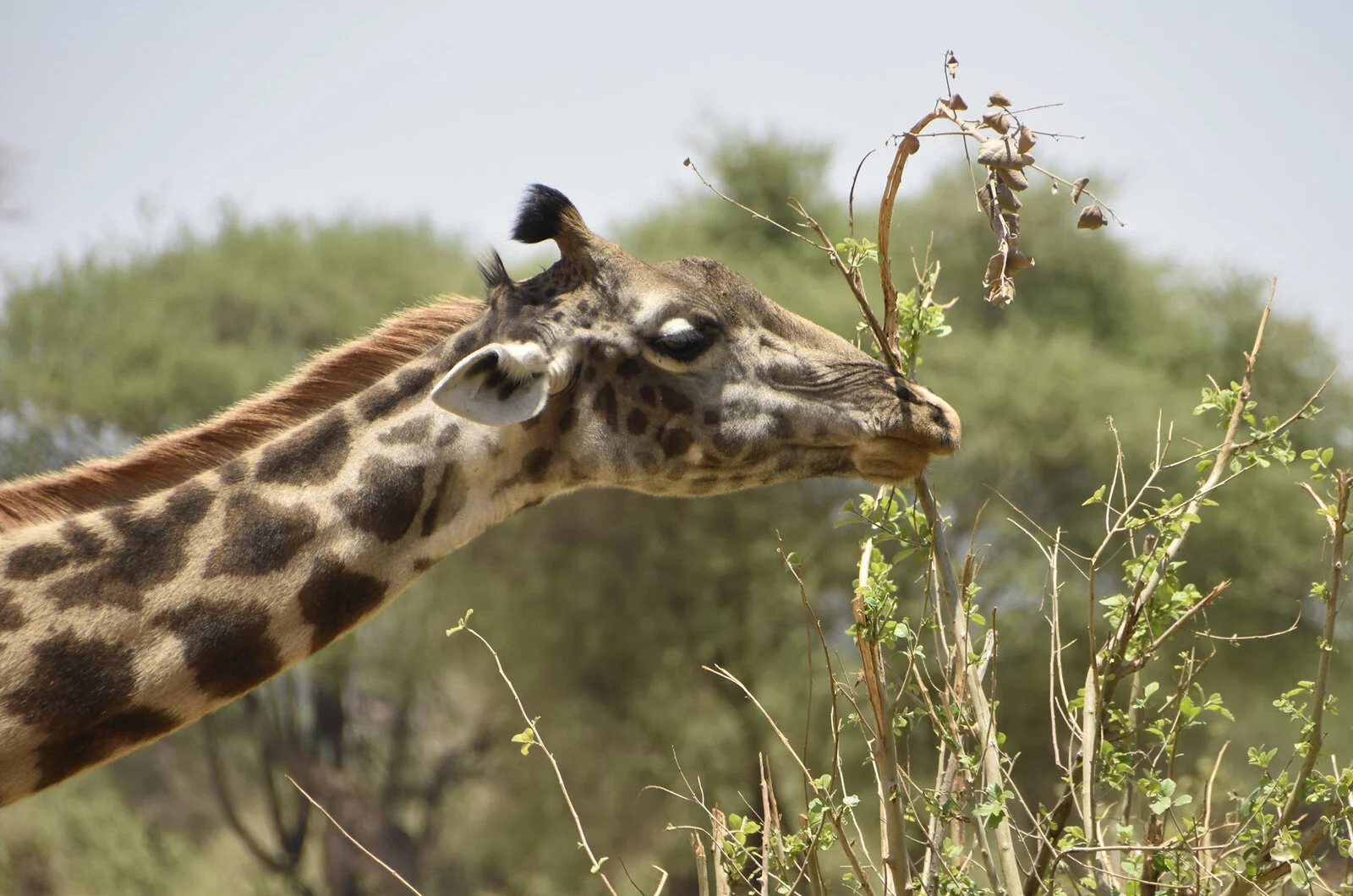 tanzania-img11.jpg