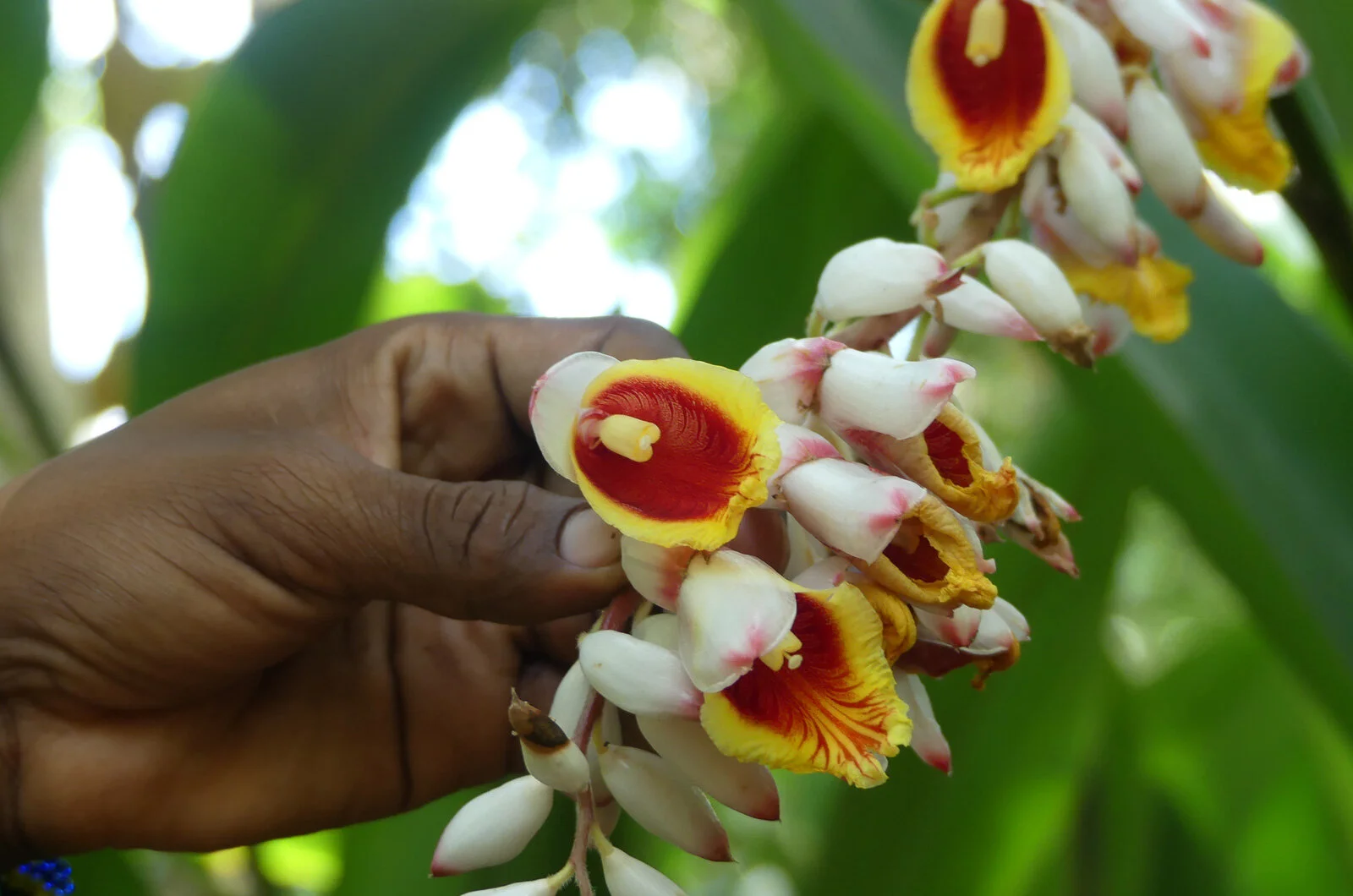 ss-daytour-Martin’s-Spice-Farm-slideshow5.jpg