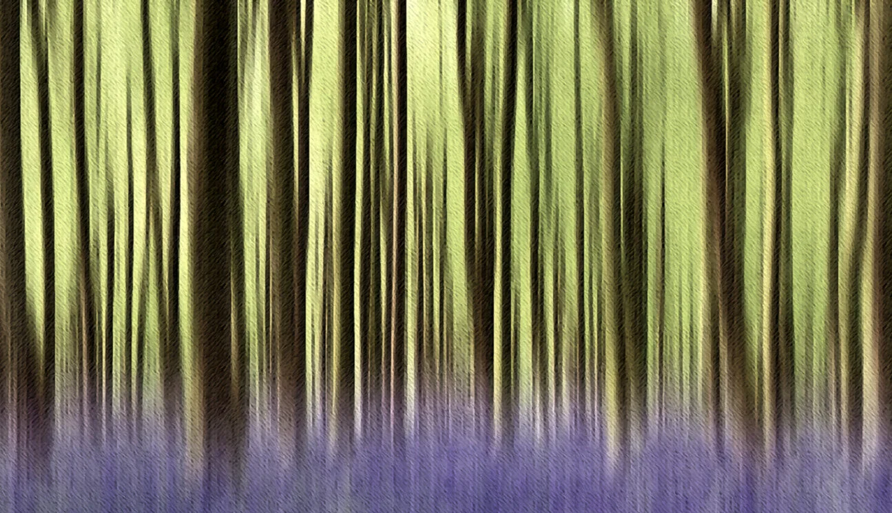 forestofbluebells..jpg