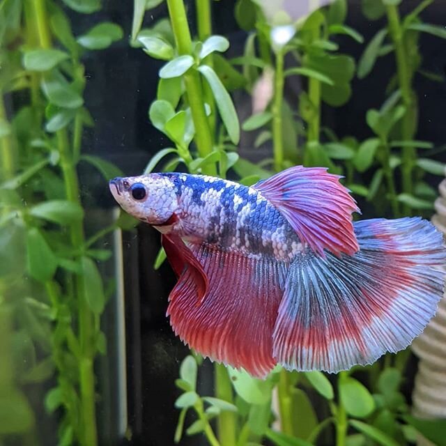 #💙 This is Cake. He's my new marbled butterfly betta best buddy! He likes to swim, make bubbles, and explore his house while I'm working. I'm really glad for his company and I think he'll be a great life drawing model.
.
.
.
.
#workfromhome #coworke