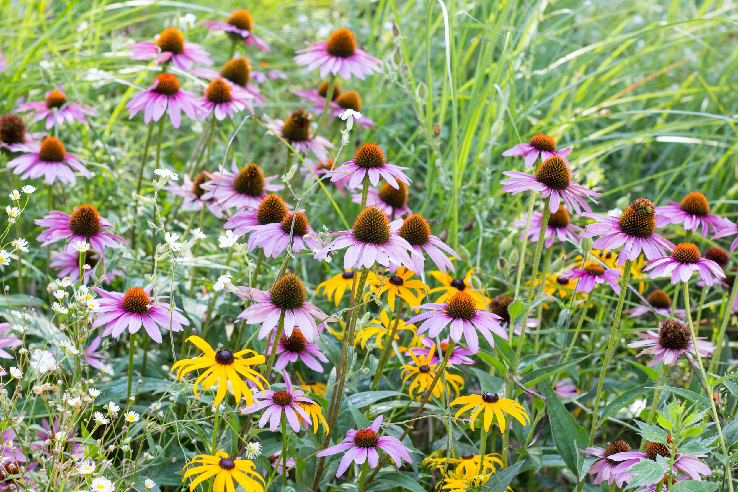 Pink coneflowers at the inn