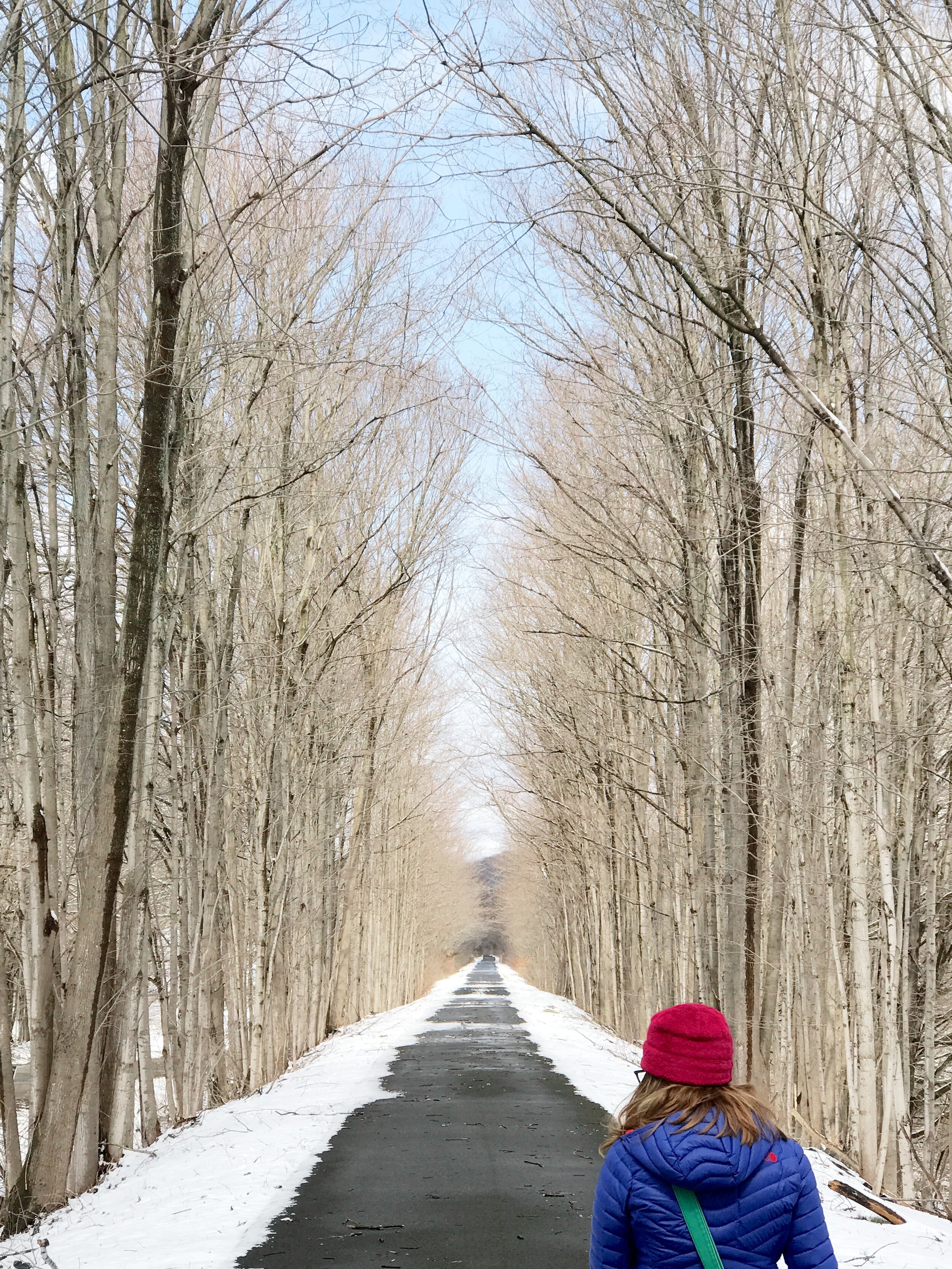 winter scene of long pathway through trees