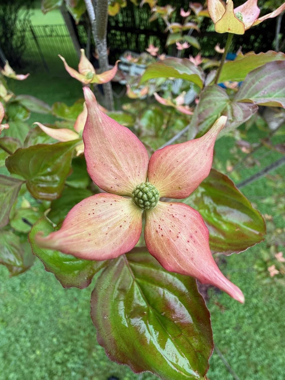 How's It Growing: June 5, 2025