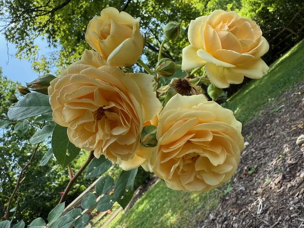 How's It Growing: July 18, 2025