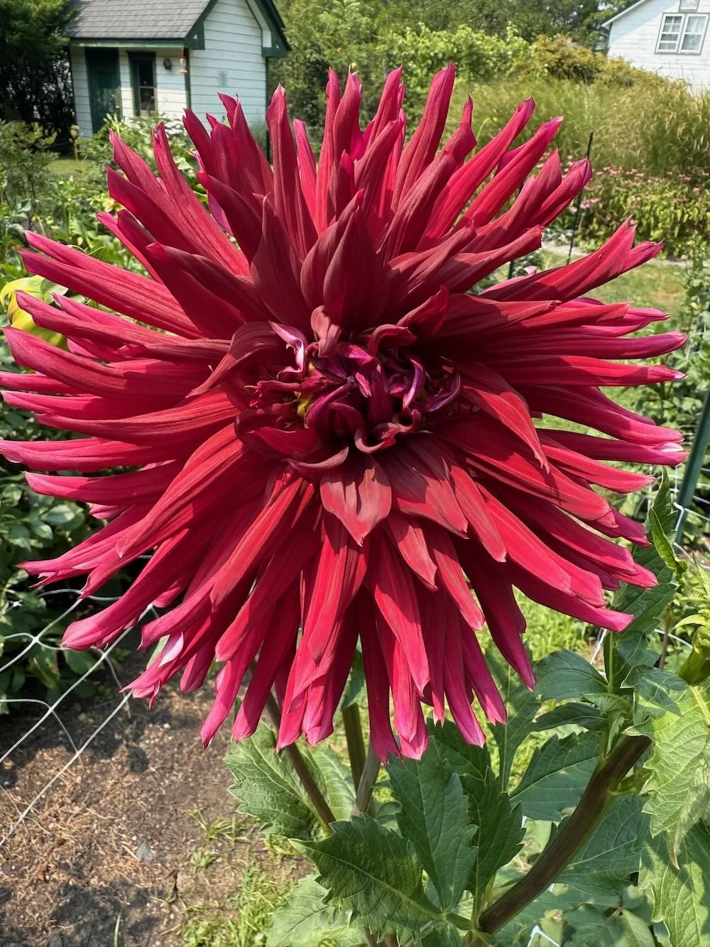 How's It Growing: August 7, 2025