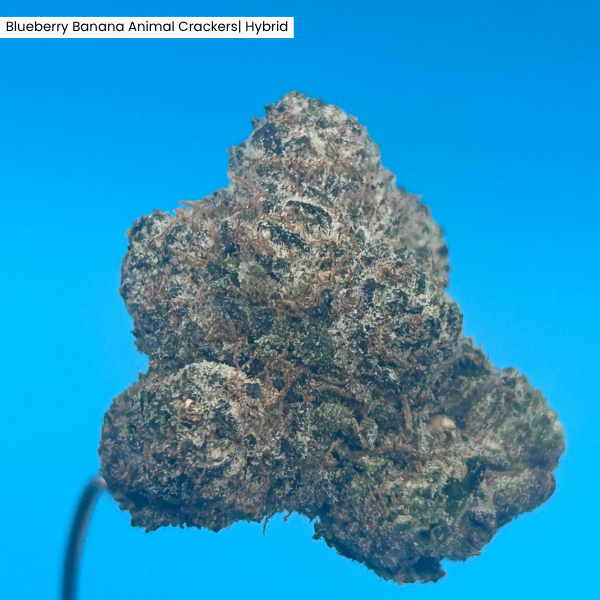 Blueberry Animal Crackers _ Product 2.png
