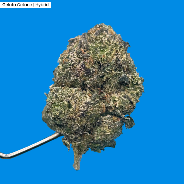 Gelato Octane _ Product.png