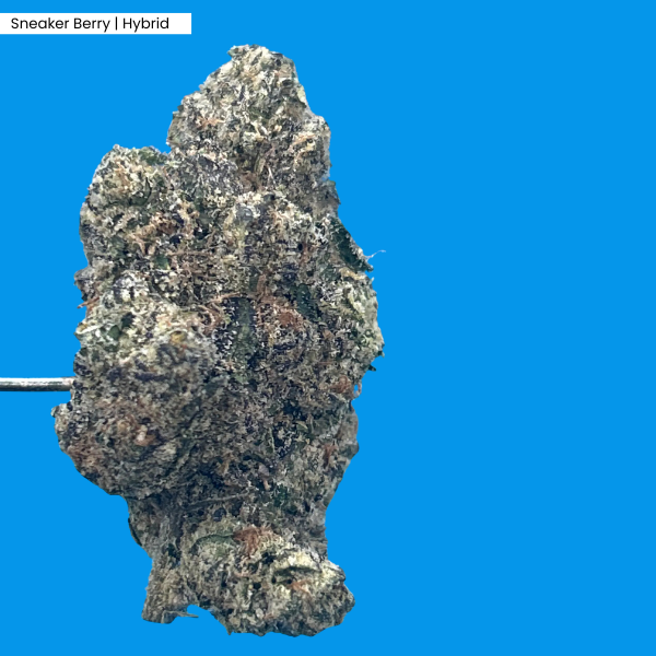 Sneaker Berry _ Product 2.png