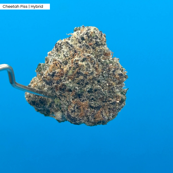 Cheetah Piss _ Product.png